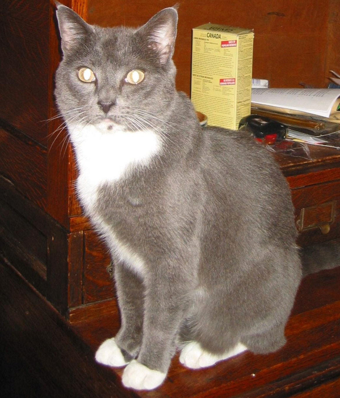 Custom Pet Urn & Sample