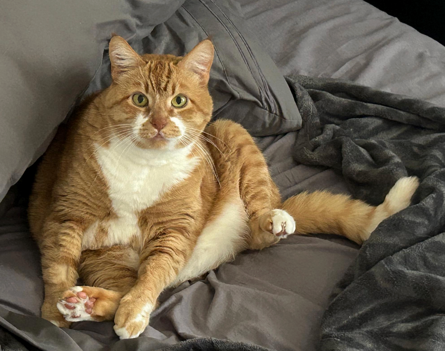 Custom Pet Urn & Sample